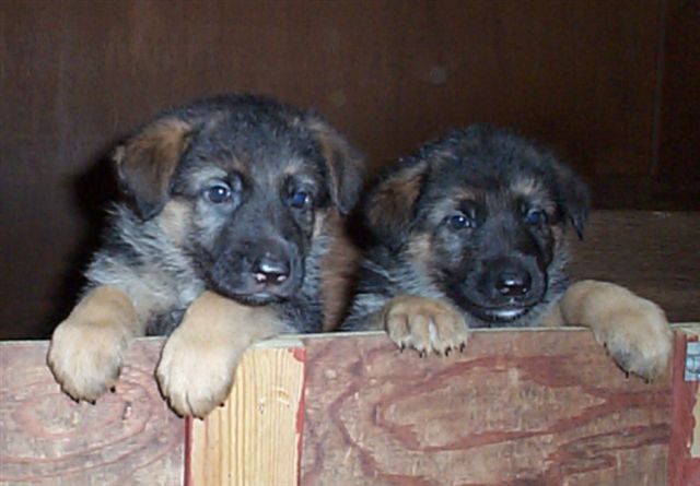 champdogs gsd puppies